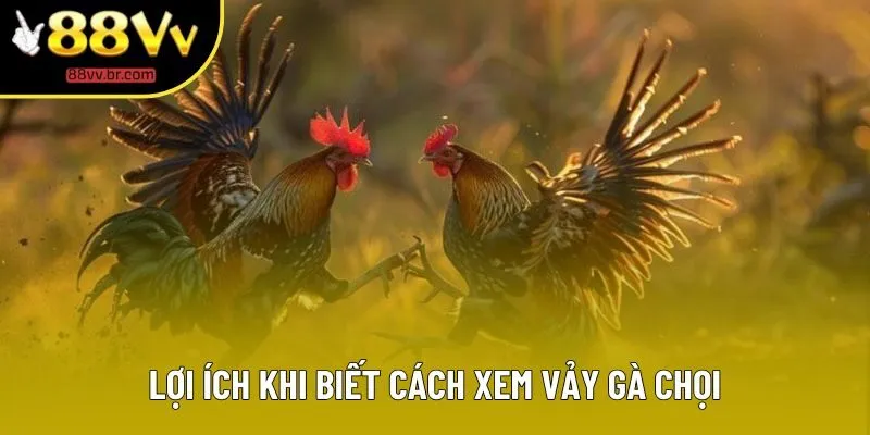 Lợi ích khi biết cách xem vảy gà chọi Lợi ích khi biết cách xem vảy gà chọi