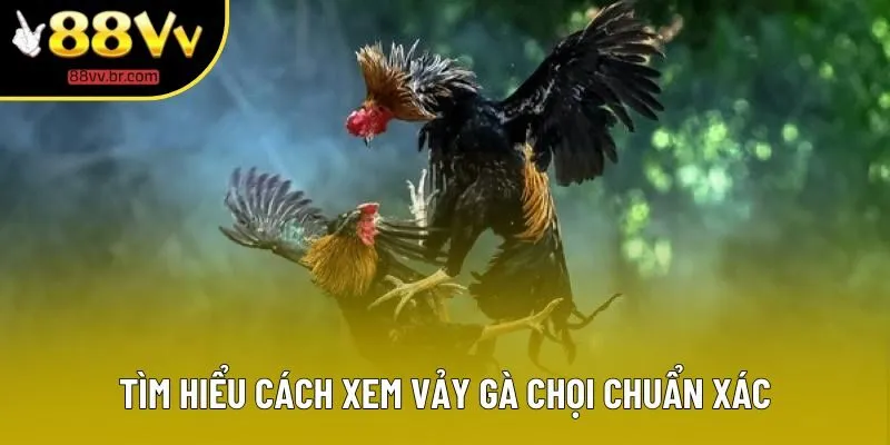 Tìm hiểu cách xem vảy gà chọi chuẩn xác Tìm hiểu cách xem vảy gà chọi chuẩn xác