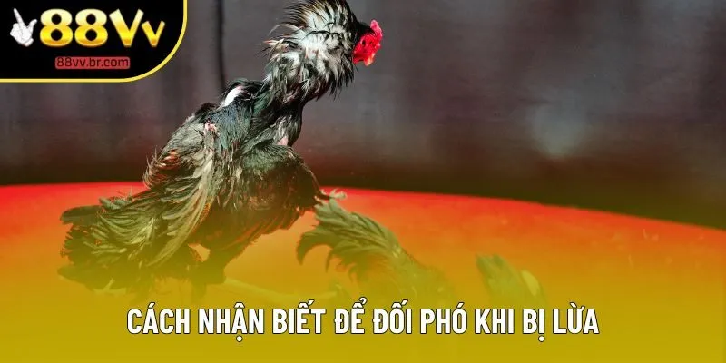 Cách nhận biết để đối phó khi bị lừa Cách nhận biết để đối phó khi bị lừa