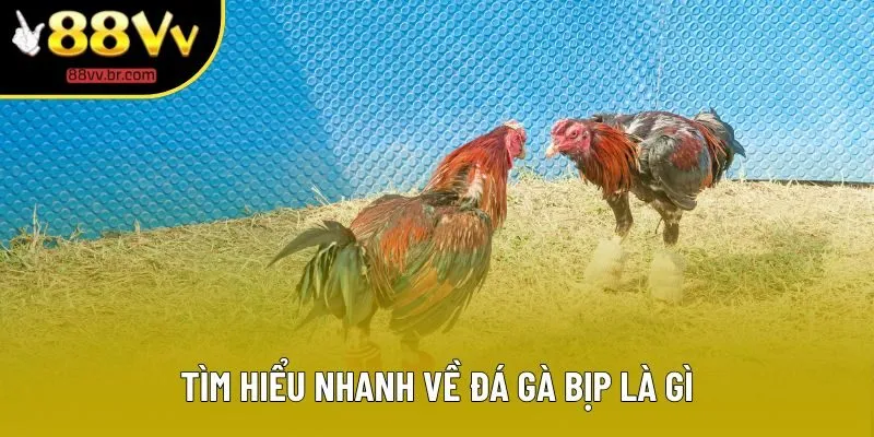 Tìm hiểu nhanh về đá gà bịp là gì Tìm hiểu nhanh về đá gà bịp là gì