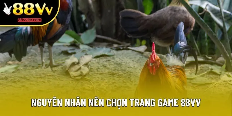 Nguyên nhân nên chọn trang game 88VV Nguyên nhân nên chọn trang game 88VV