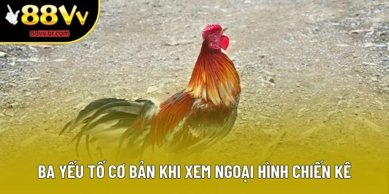 Ba yếu tố cơ bản khi xem ngoại hình chiến kê Ba yếu tố cơ bản khi xem ngoại hình chiến kê
