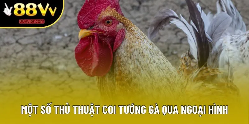 Một số thủ thuật coi tướng gà qua ngoại hình Một số thủ thuật coi tướng gà qua ngoại hình