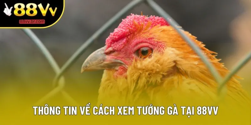 Thông tin về cách xem tướng gà tại 88VV Thông tin về cách xem tướng gà tại 88VV